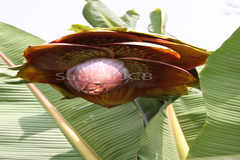 Ensete superbum